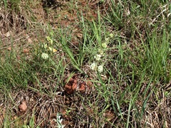 Asclepias stenophylla