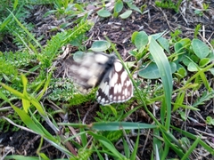 Melanargia galathea