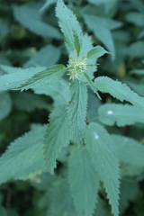 Urtica dioica