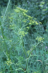 Pastinaca sativa