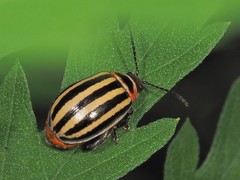 Kuschelina petaurista