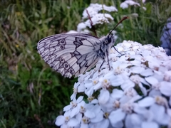 Melanargia galathea