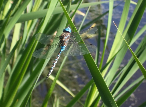 Blue-eyed Darner