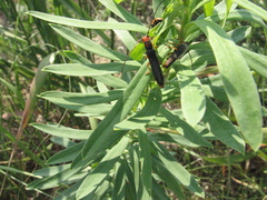 Oberea erythrocephala
