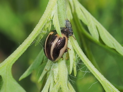 Zygogramma suturalis