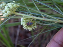 Tetraopes discoideus