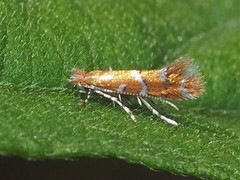 Cremastobombycia solidaginis