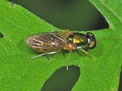 Cephalochrysa canadensis