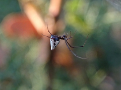 Argyrodes argyrodes