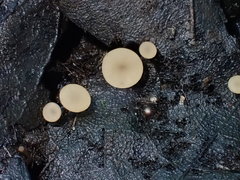 Ciboria conformata