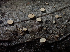 Ciboria conformata