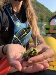 Pinguicula hirtiflora