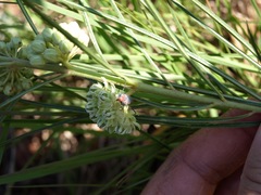 Tetraopes discoideus