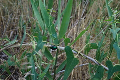 Chrysochares asiaticus