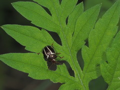 Zygogramma suturalis