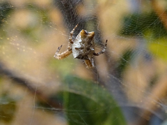 Cyrtophora citricola