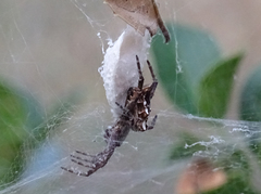 Cyrtophora citricola