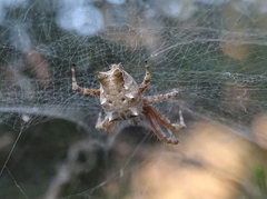 Cyrtophora citricola