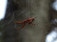 Cyrtophora citricola