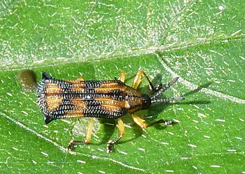 Probaenia luteonotata