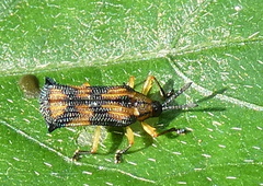 Probaenia luteonotata