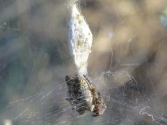 Cyrtophora citricola