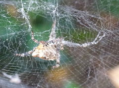 Cyrtophora citricola