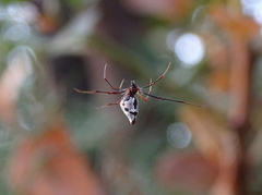 Argyrodes argyrodes