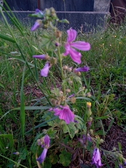 Malva sylvestris