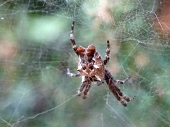 Cyrtophora citricola