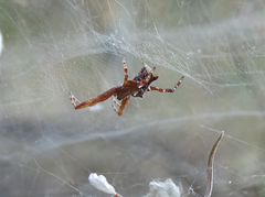 Cyrtophora citricola