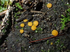 Ramsbottomia asperior