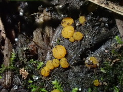 Ramsbottomia asperior