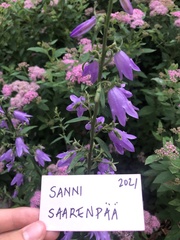 Campanula rapunculoides