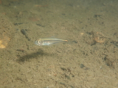 Alburnoides bipunctatus