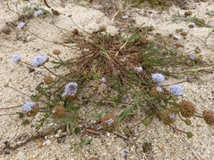 Jasione maritima