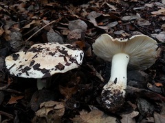 Tricholoma manzanitae