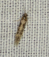 Agraylea