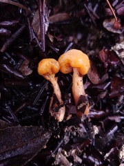 Cudonia spathulata