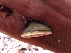 Phellinus arctostaphyli