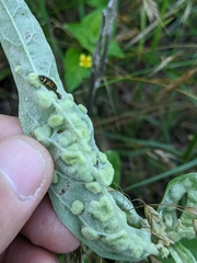 Ditylenchus phyllobius