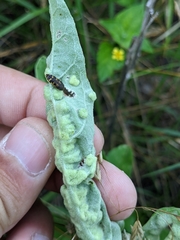 Ditylenchus phyllobius