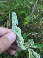 Ditylenchus phyllobius