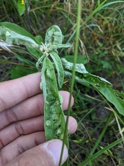 Ditylenchus phyllobius