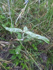 Ditylenchus phyllobius