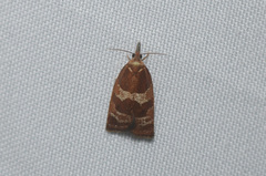 Cenopis diluticostana