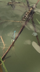 Enallagma basidens