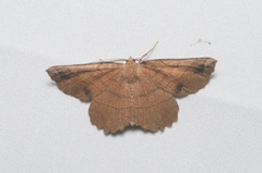 Euchlaena johnsonaria