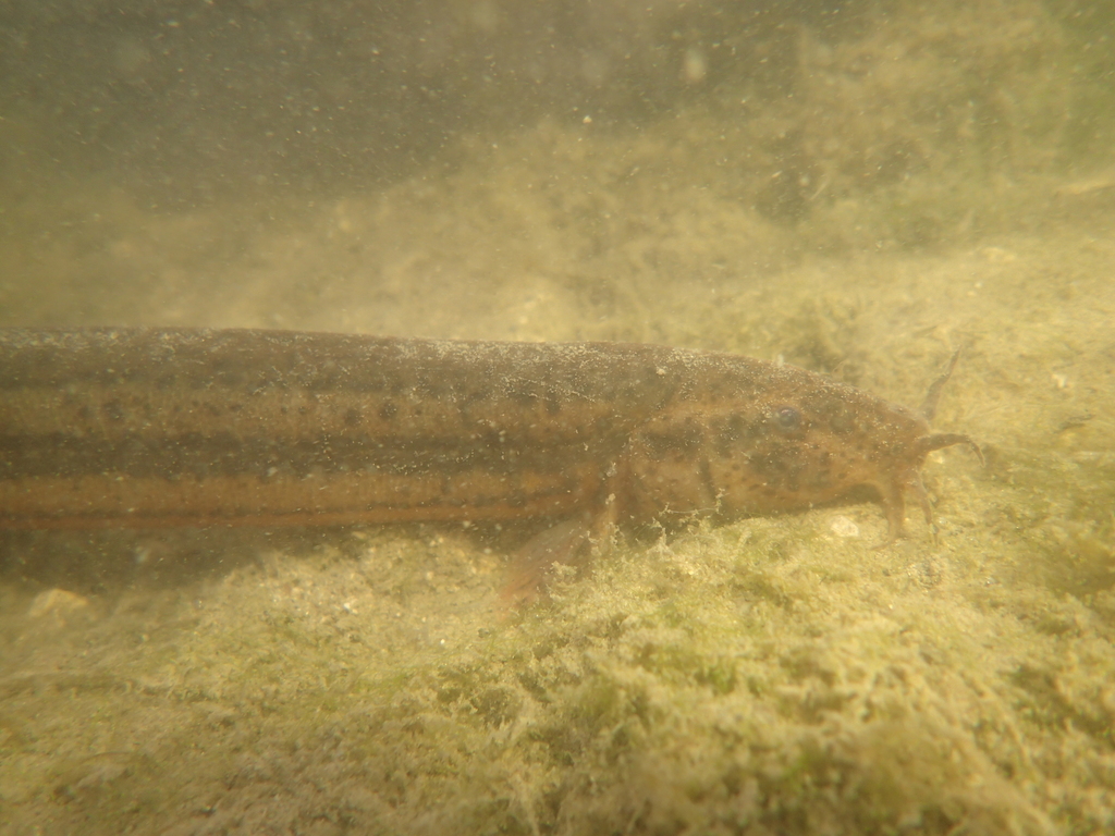 Weatherfish (Misgurnus fossilis) — Cobitidae