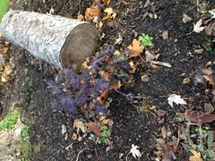 Brassica oleracea acephala